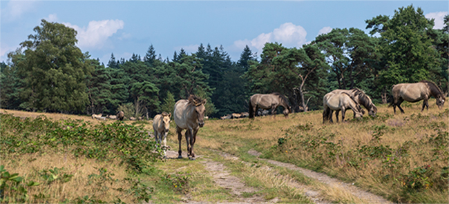 De schoonheid van Plantage Willem III