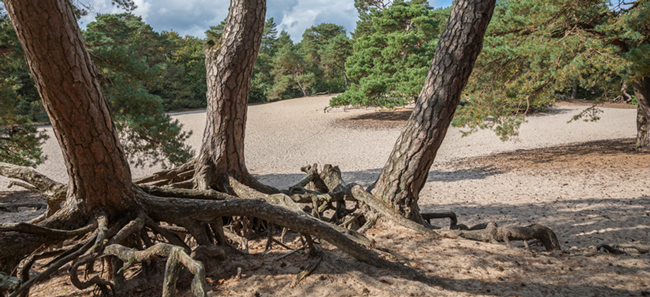 De verborgen verhalen van het Panbos