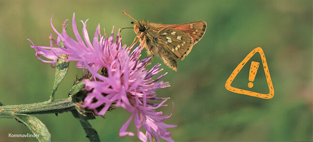 Hoera, provincie Utrecht bestaat 650 jaar
