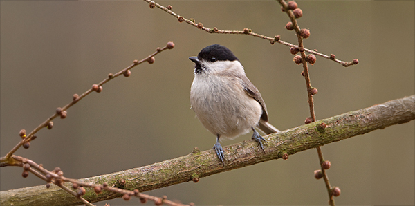 Matkop. Fotograaf: Harry van Emden.