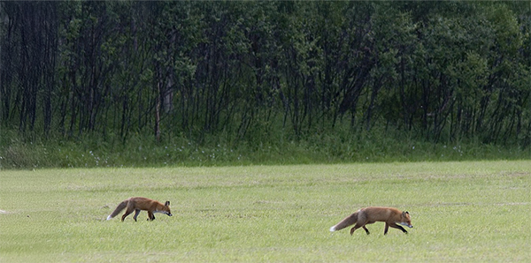 Foto: Mark Zekhuis / Saxifraga