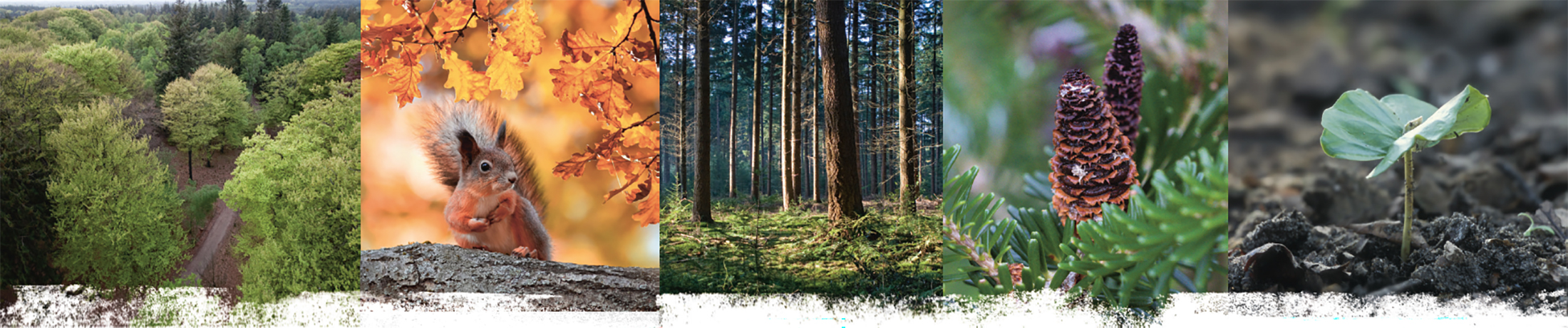 Toekomstbeeld vogelvriendelijke tuin bij Koetshuis Beerschoten