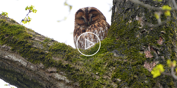 Natuurweetje bosuilen