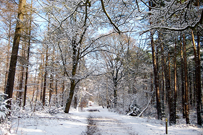 Bomen in Beerschoten