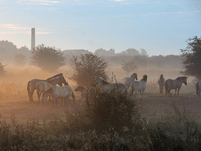 Konikspaarden Blauwe Kamer