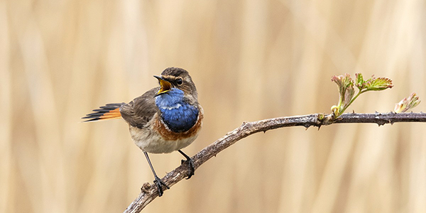 Zingende blauwborst