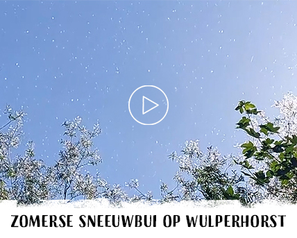 Zomerse sneeuwbui op Wulperhorst