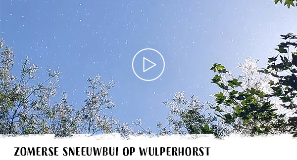 Zomerse sneeuwbui op Wulperhorst