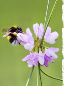 Veldhommel 