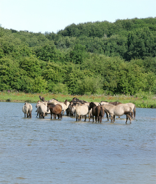Beleef de wilde riviernatuur van de Blauwe Kamer bij Rhenen