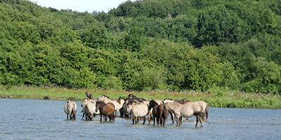 Beleef de wilde riviernatuur van de Blauwe Kamer bij Rhenen