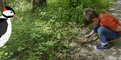 Amerongse Bos