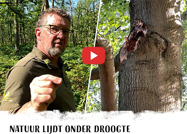 Boswachter Joris in het Panbos