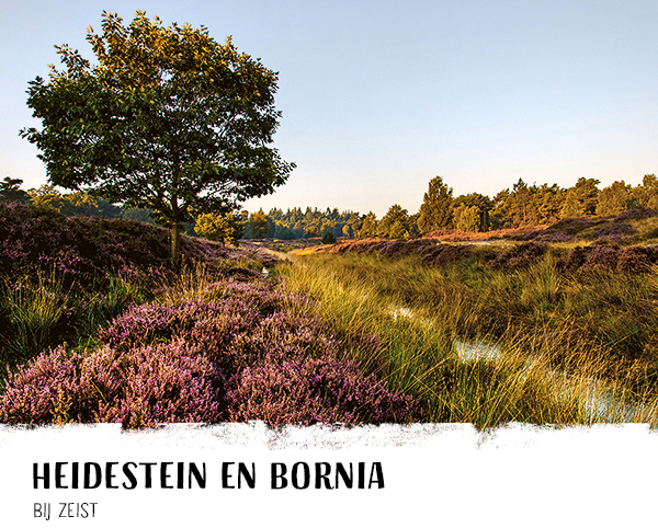 Heidestein en Bornia