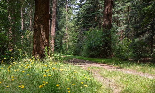 Ridderoordse Bos