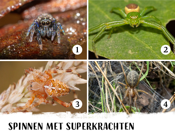 Spinnen met superkrachten