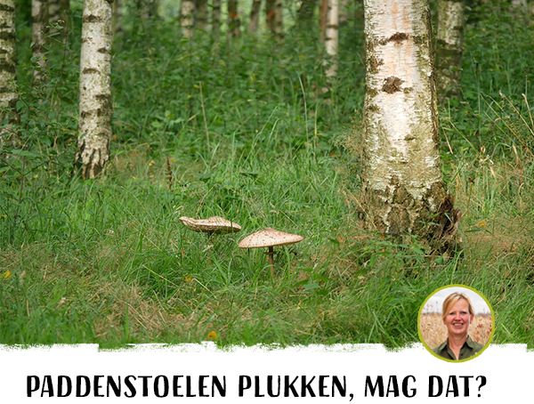 Paddenstoelen plukken, mag dat?